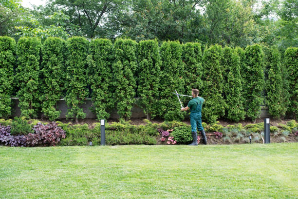 Best Tree and Shrub Care  in USA